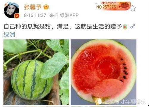 娱乐公司吃瓜